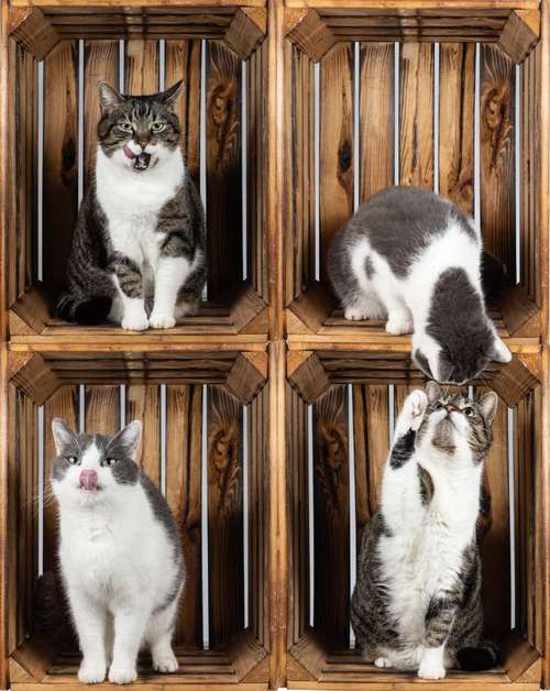 Hundeauslaufgebiet-Nikigraphy-Bild