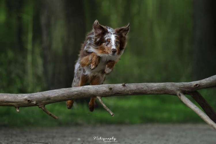 Hundeauslaufgebiet-Nikigraphy-Bild