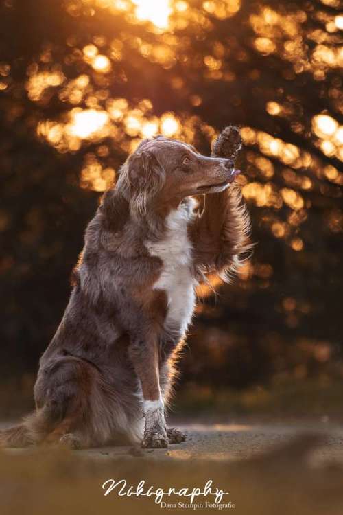 Hundeauslaufgebiet-Nikigraphy-Bild