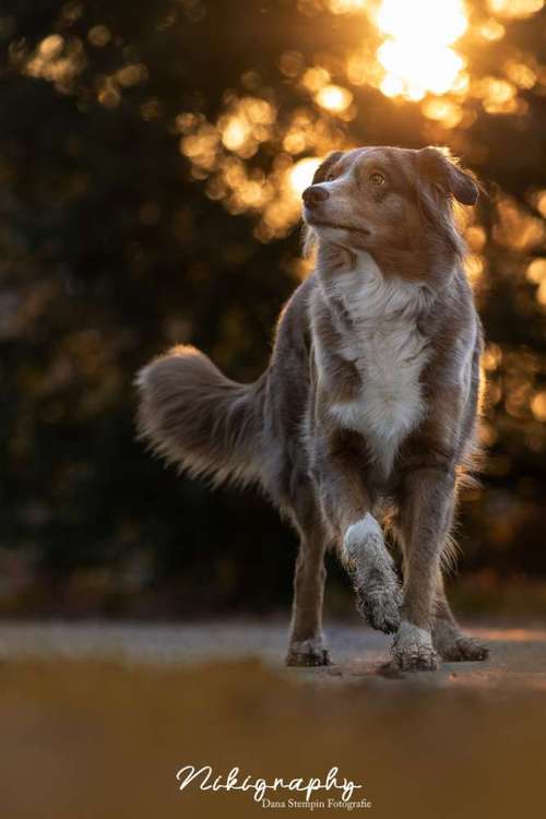 Hundeauslaufgebiet-Nikigraphy-Bild