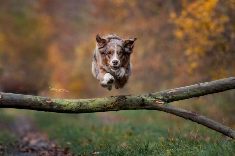 Hundeauslaufgebiet-Nikigraphy-Bild