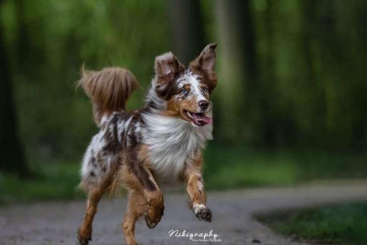 Hundeauslaufgebiet-Nikigraphy-Bild