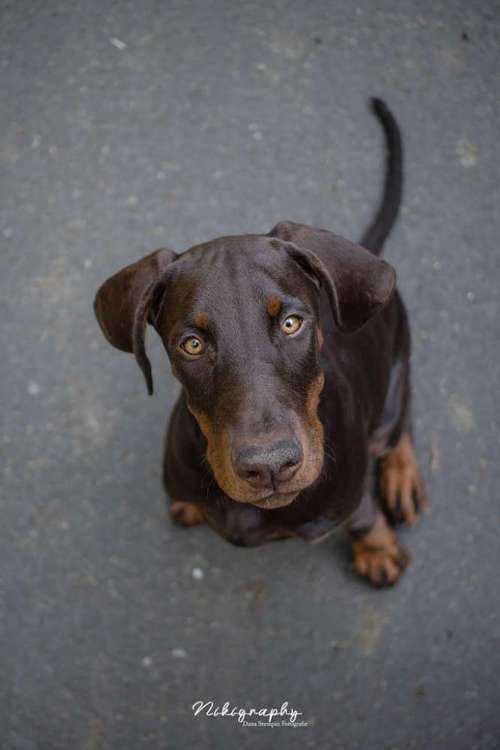 Hundeauslaufgebiet-Nikigraphy-Bild