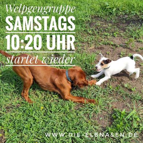 Hundeauslaufgebiet-Die ElbNasen - Miriam Herrmann-Bild