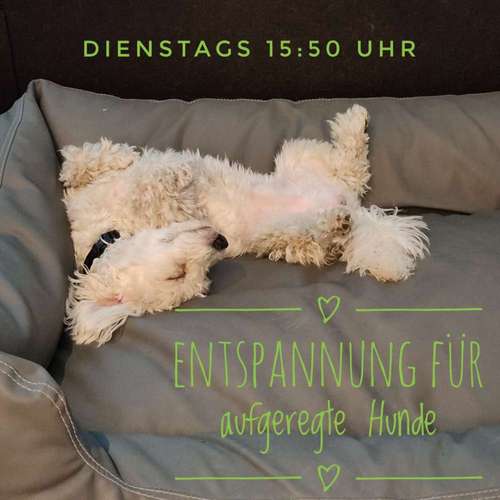 Hundeauslaufgebiet-Die ElbNasen - Miriam Herrmann-Bild
