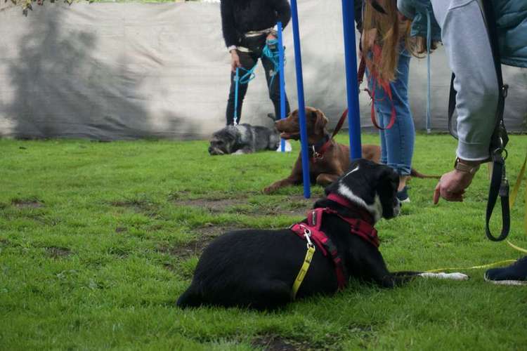 Hundeauslaufgebiet-Die ElbNasen - Miriam Herrmann-Bild