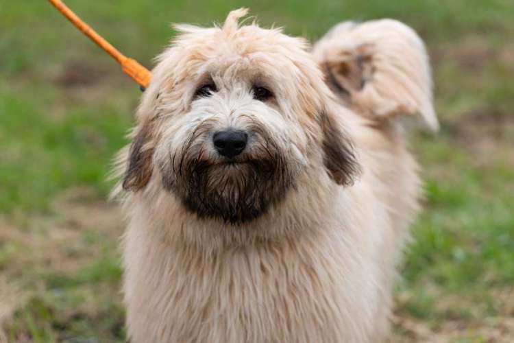 Hundeauslaufgebiet-Die ElbNasen - Miriam Herrmann-Bild