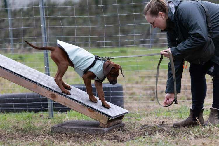 Hundeauslaufgebiet-Die ElbNasen - Miriam Herrmann-Bild