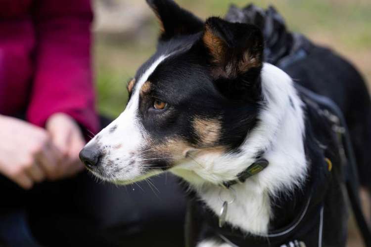 Hundeauslaufgebiet-Die ElbNasen - Miriam Herrmann-Bild