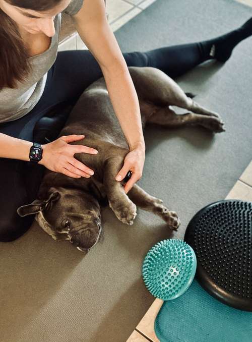 Hundeauslaufgebiet-Mobile Hundephysiotherapie Happypaws Carina Maurer-Bild