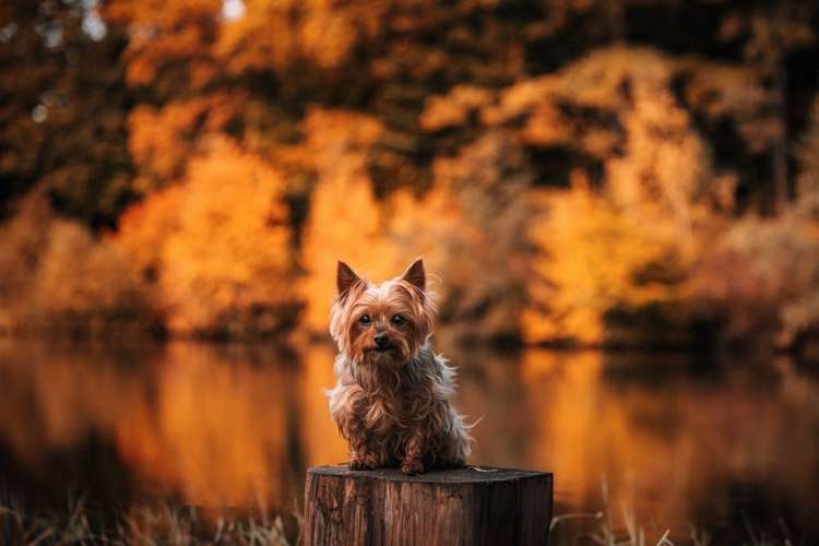 Hundeauslaufgebiet-Linda Heckel-Bild