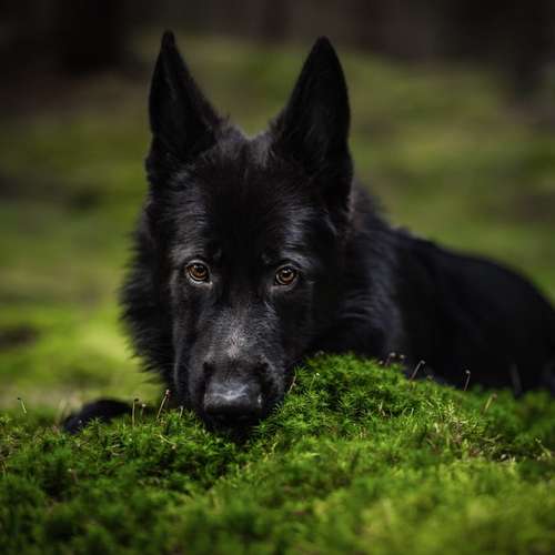 Hundeauslaufgebiet-Linda Heckel-Bild
