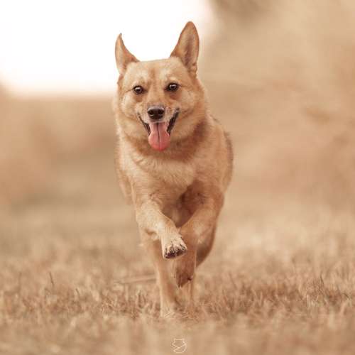 Hundeauslaufgebiet-Linda Heckel-Bild