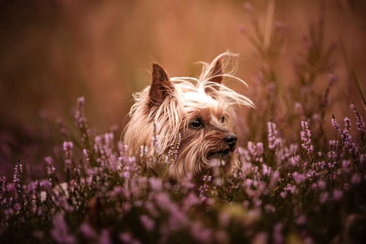 Hundeauslaufgebiet-Linda Heckel-Bild