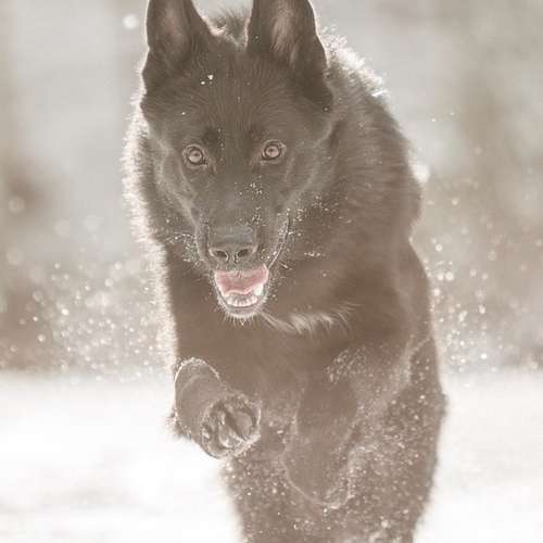 Hundeauslaufgebiet-Linda Heckel-Bild