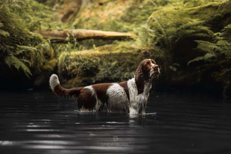 Hundeauslaufgebiet-Linda Heckel-Bild