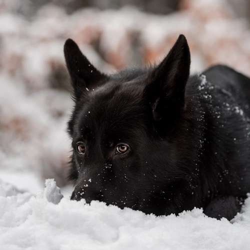 Hundeauslaufgebiet-Linda Heckel-Bild