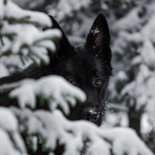 Hundeauslaufgebiet-Linda Heckel-Bild