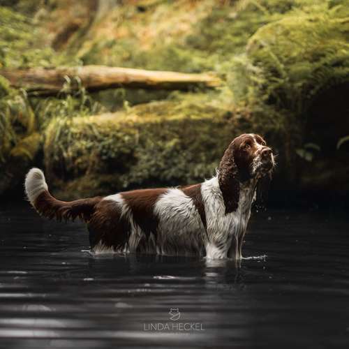 Hundeauslaufgebiet-Linda Heckel-Bild