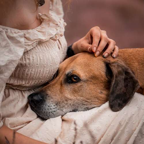 Hundeauslaufgebiet-Linda Heckel-Bild