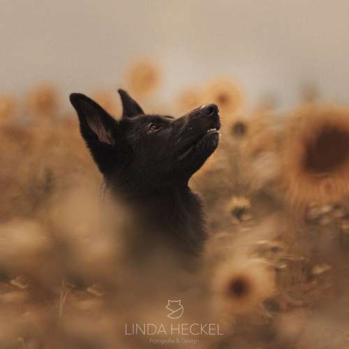 Hundeauslaufgebiet-Linda Heckel-Bild