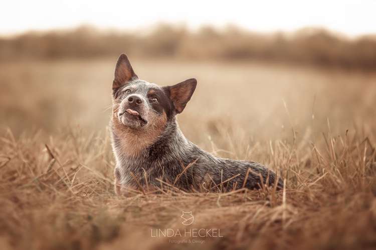 Hundeauslaufgebiet-Linda Heckel-Bild