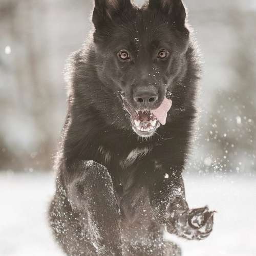 Hundeauslaufgebiet-Linda Heckel-Bild