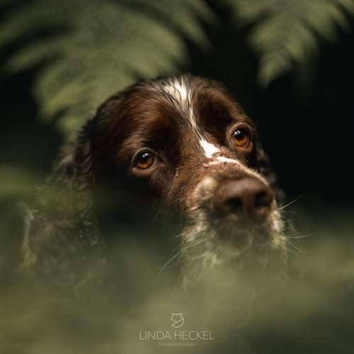 Hundeauslaufgebiet-Linda Heckel-Bild