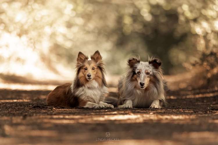 Hundeauslaufgebiet-Linda Heckel-Bild