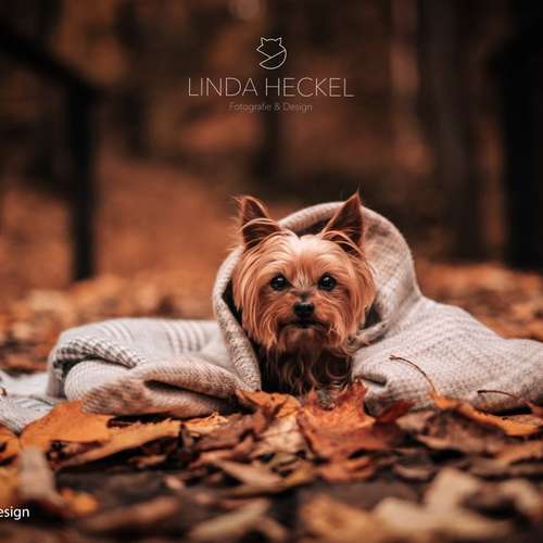 Hundeauslaufgebiet-Linda Heckel-Bild