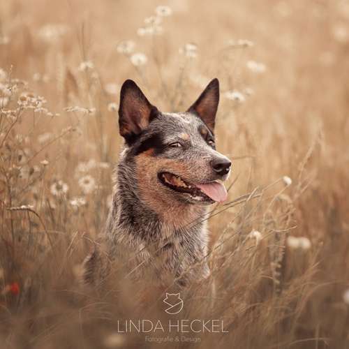 Hundeauslaufgebiet-Linda Heckel-Bild