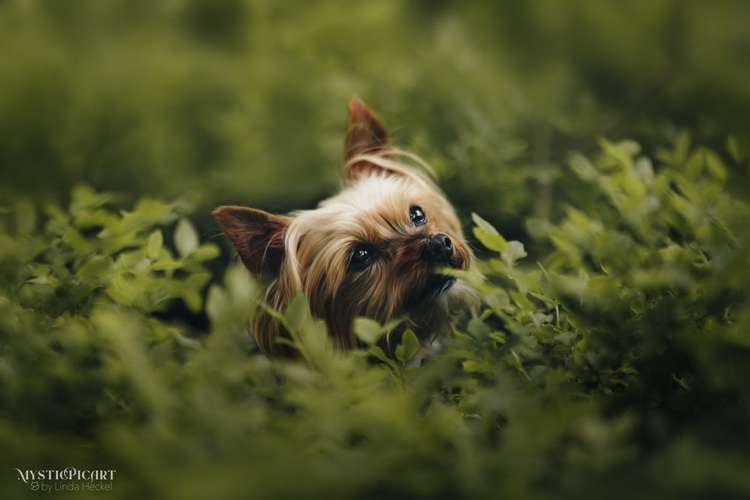 Hundeauslaufgebiet-Linda Heckel-Bild