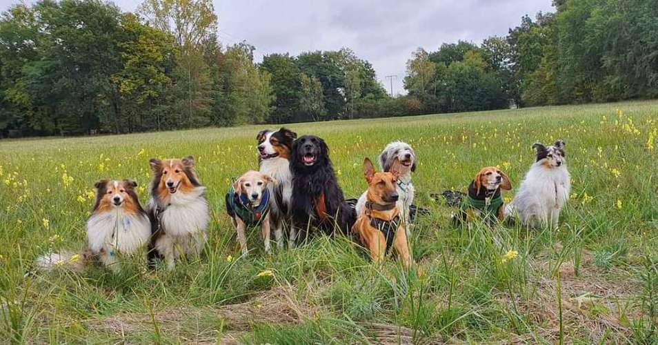 Hundeauslaufgebiet-Obsaya Dogservice-Bild