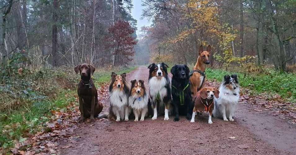 Hundeauslaufgebiet-Obsaya Dogservice-Bild