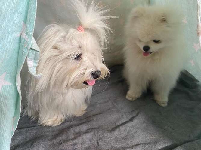 Hundeauslaufgebiet-Alaska Hundebetreuung-Bild