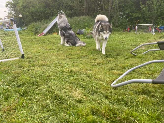 Hundeauslaufgebiet-Alaska Hundebetreuung-Bild