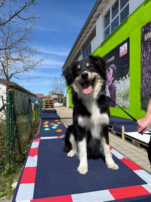 Hundeauslaufgebiet-Hundeschule Hundemax-Bild