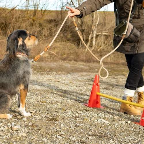 Hundeauslaufgebiet-Max‘ Hundeschule-Bild