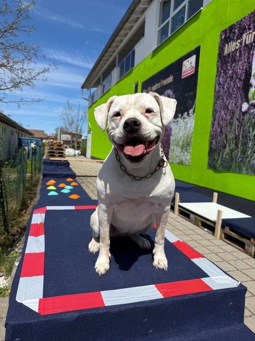 Hundeauslaufgebiet-Hundeschule Hundemax-Bild