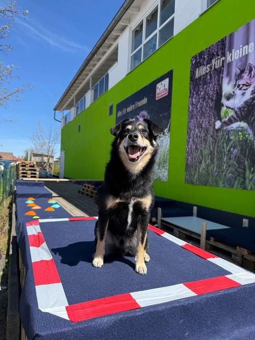 Hundeauslaufgebiet-Hundeschule Hundemax-Bild