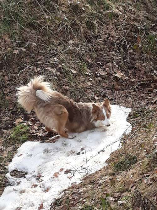 Hundeauslaufgebiet-Angelika Dunker - die mit dem Hund geht-Bild