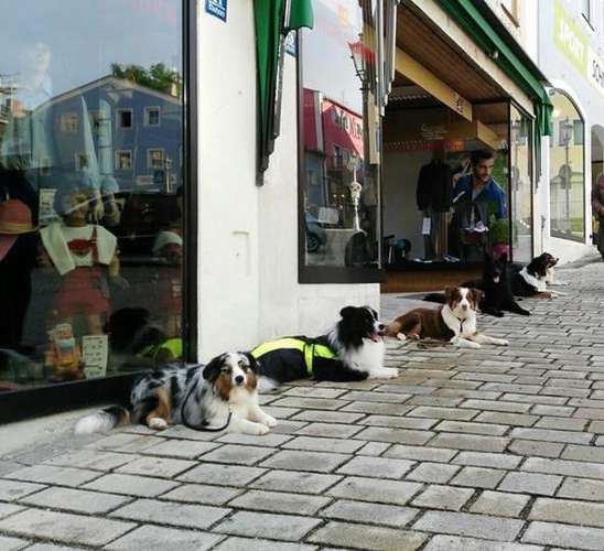 Hundeauslaufgebiet-BavarianDogs-Bild