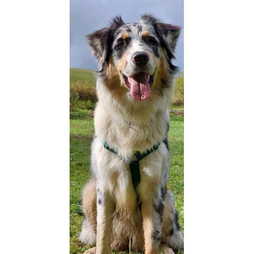 Hundeauslaufgebiet-Hundeschule CD Traumhund-Bild