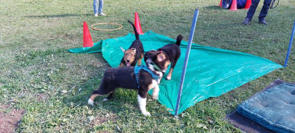 Hundeauslaufgebiet-Hundeschule CD Traumhund-Bild