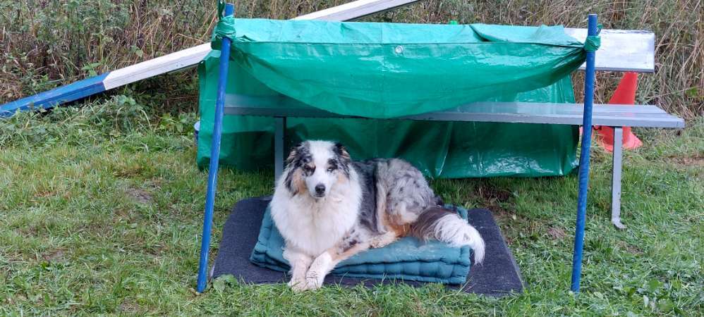Hundeauslaufgebiet-Hundeschule CD Traumhund-Bild