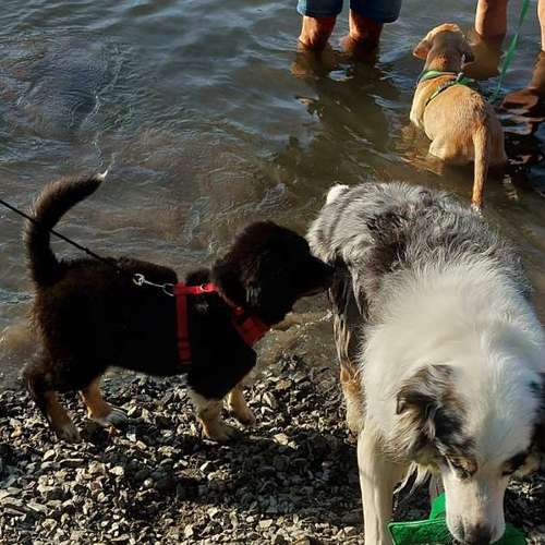 Hundeauslaufgebiet-Hundeschule CD Traumhund-Bild