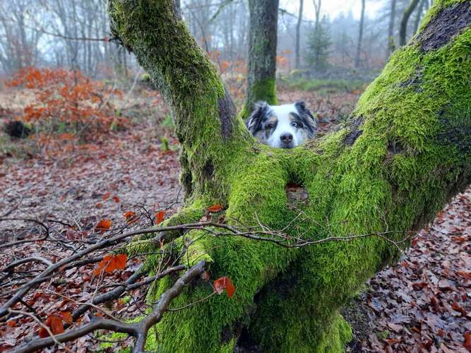 Hundeauslaufgebiet-Hundeschule CD Traumhund-Bild