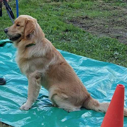 Hundeauslaufgebiet-Hundeschule CD Traumhund-Bild