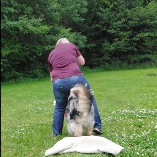 Hundeauslaufgebiet-Hundeschule CD Traumhund-Bild