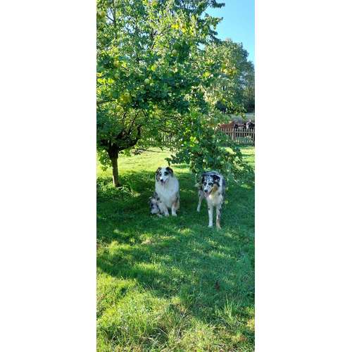 Hundeauslaufgebiet-Hundeschule CD Traumhund-Bild